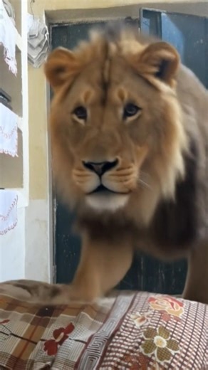 Tutorial filter | meet a line #foryoupage #viralshorts #filterchallenge #trendingshorts