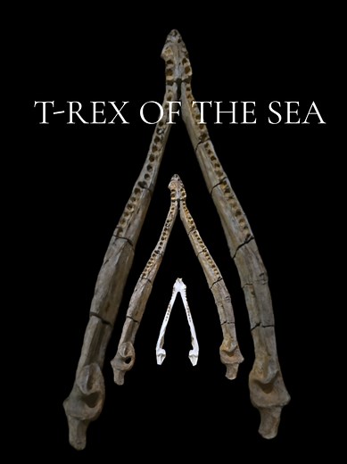 Who would win in a fight between 100 men and 1 Kronosaurus? No debate needs to be settled here, we all know Steve Irwin would've won. You can see this amazing specimen on display at Kronosaurus Korner Museum in Richmond QLD Australia Music - Outro M83 (remix)