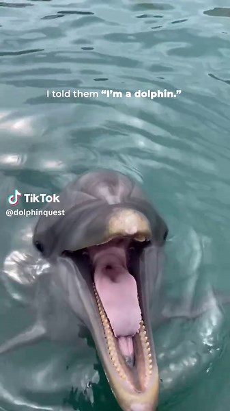 Dolphin Precision: The Art of Jumping