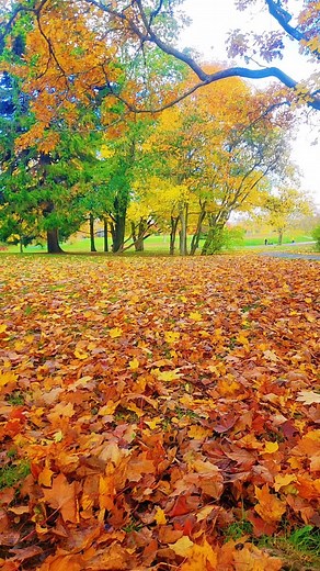 Fall scenery like these will make you stop and slow down in Newfoundland and Labrador. #newfoundland #canada #fallfoliage | Visit Newfoundland and Labrador