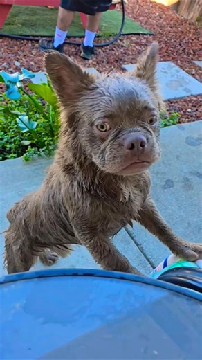 🤣🤣Is this aFLUFFY FRENCHIE or a KOALA ??🤷‍♀️ #frenchielife #fluffyfrenchbulldogpuppy #puppylove