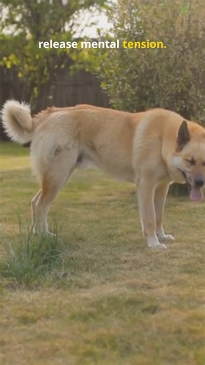 Sniffing = self-regulation (for dogs)