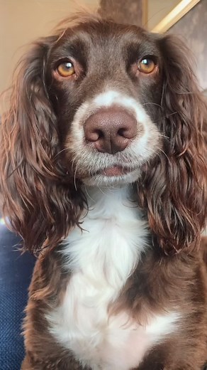 Funny Moments with a Cockerspaniel Puppy