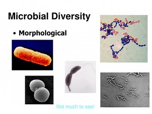 Microbial Diversity - SlideServe