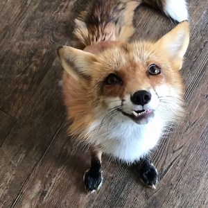 732K views · 4.8K reactions | Okay I need a pet fox... | VT | Facebook