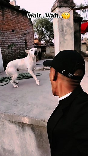200K views · 169K reactions | My old dog masti video 藍藍 #look_for #Dog #reaction | राजू कुमार | Facebook