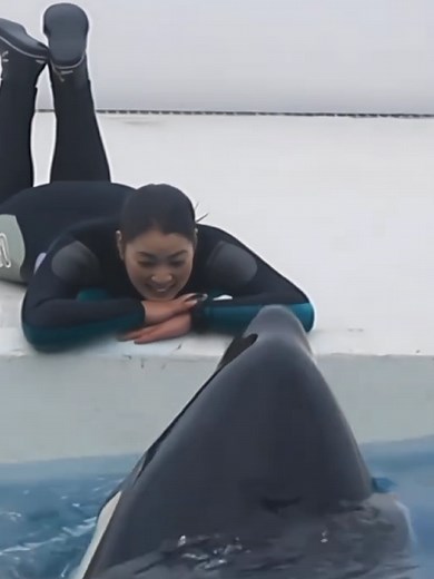 Dolphins Performing Amazing Tricks in the Ocean