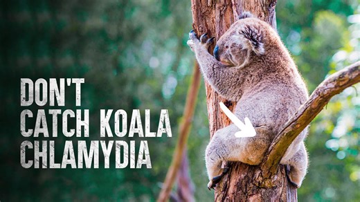 How you can survive if attacked by a koala