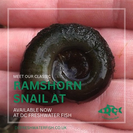 Meet the classic Ramshorn Snail at D&C Freshwater Fish 🐌 Perfect for adding movement, clean-up power and a bit of natural flair to your aquarium. 📍 Ideal for planted tanks and peaceful community setups. 💡 Care tips: Water: stable conditions, pH approx 6.8-7.8, soft to moderately hard. Diet: algae, leftover fish food, occasional veggie slices. Compatibility: peaceful with fish and other invertebrates — avoid aggressive cichlids. Pro tip: keep an eye on population — they multiply fast when well