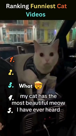 Ranking funniest cat videos: Try not to laugh 🏆 #catvideos #funnycats #shorts