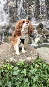 6.8K views · 1.3K reactions | Don't go chasing waterfalls. | Clover & Buttercup | Facebook