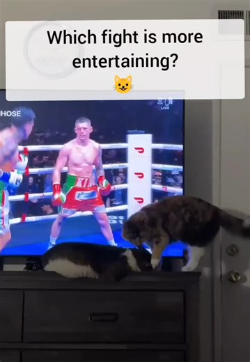Cats Participate in Sanctioned Boxing Match, Gloves Off! 🥊 😺 #boxing #cats
