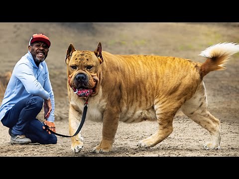 The 10 Heaviest Dog Breeds In The World