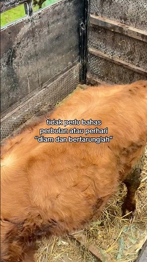 Peternakan#tigaputrafarm #tgp_farm #jualbelisapi