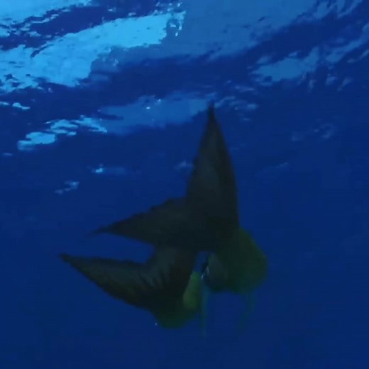 Mermaid Swimming Nostalgia: 2000s H2O Memories