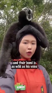 360K views · 9.2K reactions | When your Uber passenger is a gibbon… and he sings back when you talk ”  Footage compiled from different clips shared by @stunthubcn on Instagram. #Gibbon #Funny #Wildlife #Animal | Liam's Stories | Facebook