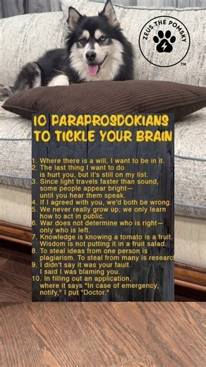 1.3M views · 10K reactions | Where logic takes a U-turn and laughter takes over!  #fblifestyle | Zeus the Pomsky | Facebook