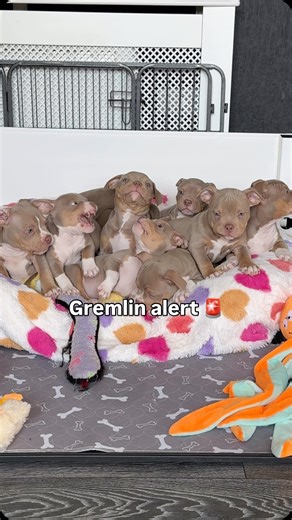 Gremlin alert 🚨 . . . #bullybreed #cutepuppies #puppylife | Icedabullz1