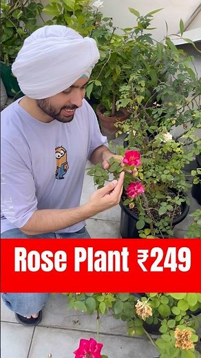 Buy Rose Plant Online #roseplant #onlinenursery #onlineplants
