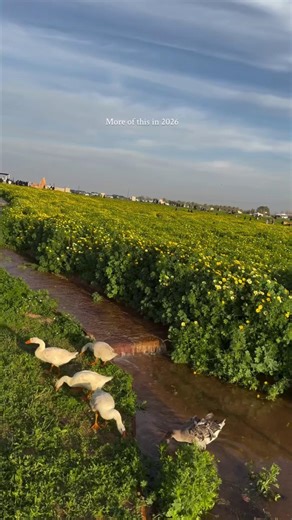 A glimpse of Al Qassim! Open landscapes, calm moments, and authentic local charm. 🌾✨ ​ 📍 Al Qassim​ Explore more: visitsaudi.com/content/dam/documents/saudi-calendar.pdf?awa ​ Instagram 🎥: muhsina.shihas​ #StayedForMore #VisitSaudi | Visit Saudi