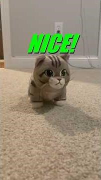 The OIIA Cat is Back! #memes