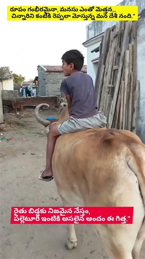 రాజసం ఉట్టిపడే ఎద్దుపై చిన్నారి సాహస సవారీ - పల్లెటూరి అపురూప దృశ్యం! #viralvideo #telugu