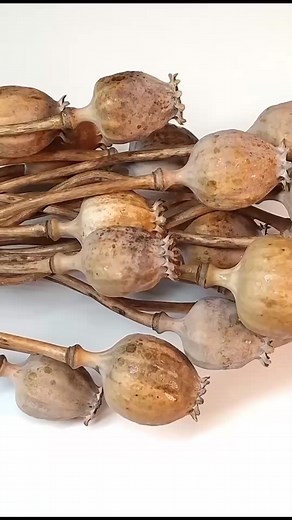 64 Days of Poppy Growing Time-Lapse | Beautiful Flowers & Plant Care