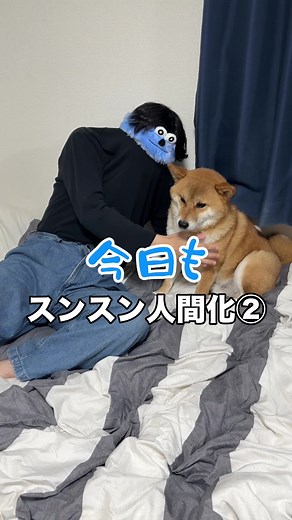 スンスン 柴犬の可愛い遊び動画：スンスンとばあちゃん（短編）