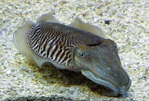 7 Awesome Animals With Multiple Hearts | With Photos - EXOtella