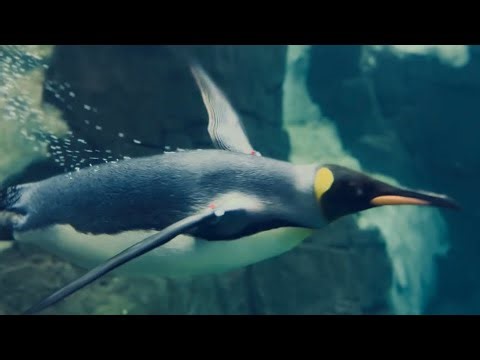 Seaworld mini vlog Florida Penguins and Manatees 🌴🩵💕