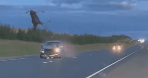 Moose Slips Trying To Cross The Highway, Gets Struck By Car & Launched Into Air | Whiskey Riff