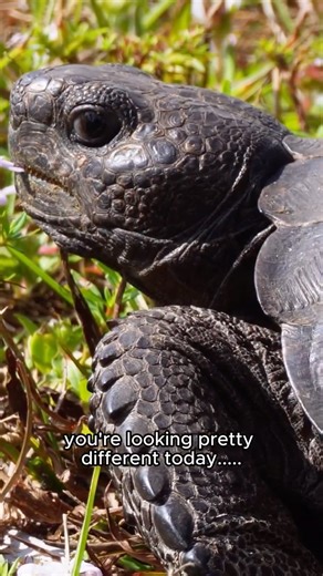 LifeUndrGlass on Instagram: "The Florida gopher tortoise is the engineer of these streets. A keystone species whose burrows shelter hundreds of other animals and hold entire ecosystems together. Despite being protected, gopher tortoises continue to lose habitat to GROTESQUE development practices, with documented cases of KNOWN ACTIVE burrows being BULLDOZED even after locals raise concerns. Bro, imagine being the sad excuse of a human being that approves and stands by the bulldozing of tortoises