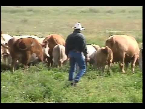 Low-Stress Cattle Handling for Productivity and Safety