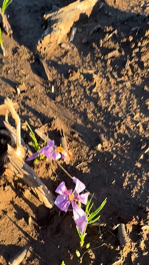 When should you harvest your saffron? The moment you see a bloom—even if it hasn’t opened yet. Closed flowers protect the delicate threads from dirt, wind, and damage. Harvesting the whole flower while it’s still closed keeps your saffron fresher, cleaner, and easier to process indoors. Just pick → bring inside → open the bloom → remove the threads. | Shesrootedhomesaffron