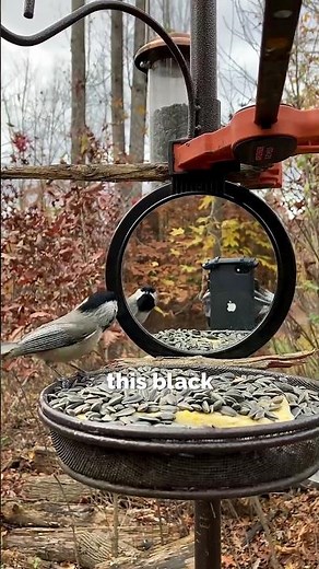 #Birds react to their reflection...