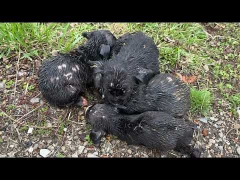 Shivering, soaked little puppies rescued out of the rain - Stray Rescue of St.Louis