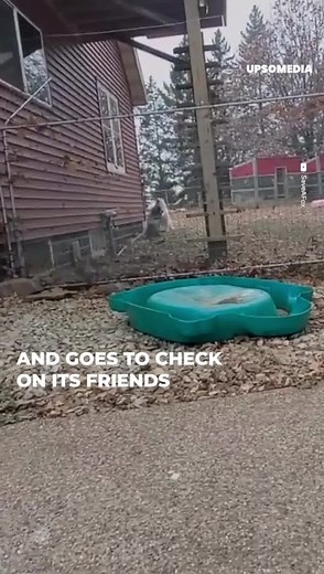 22K views · 771 reactions | A little fox that lives in a shelter loves having its belly rubbed, to the point its caretaker thinks it can talk | The Kiwi | Facebook