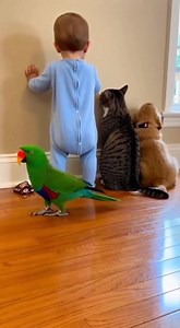 🦜 Parrot (furious): I tell you every day don't touch my chocolate don't eat my chocolate🤣 | Comedian Parrot