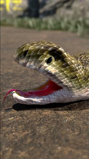 How do snakes breathe while eating?