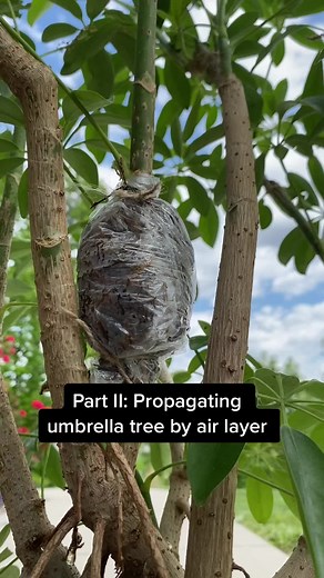 @cornerplantlady Part II: how to air layer an umbrella tree. This is my favorite method of propagation as it is most successful and allows you to have a giant new plant in a fraction of the time as seed or cutting! #scheffleraarboricola #umbrellatree #propagation #howto #airlayering #plants