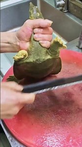 Turtle 🐢 Butchering #recipe #seafood #seafoodprep #fish #food #butcher #lobster #turtle