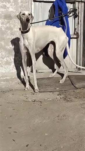 Can You Outrun Him? 💨 The Ultimate Hunter#greyhound #sighthound #dogloversdog #shorts