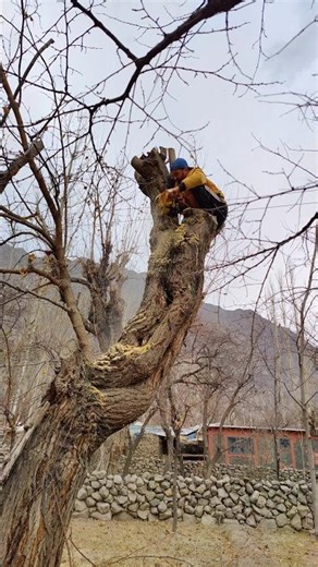 Art of Tree Branch Cutting | Pro Techniques in Action #treecutting #treetrimming #arborist