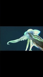 The Chilling Truth Hidden Deep Inside Hydrothermal Vents