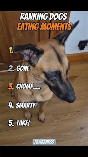 Ranking Dogs Eatting Moments