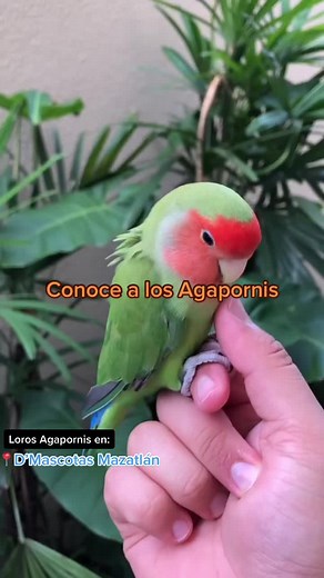 Agapornis: Tu Mascota Ideal en D’Mascotas Mazatlán