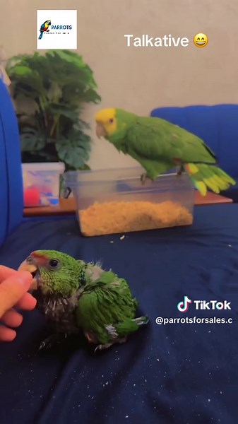 parrotsforsales.com on TikTok