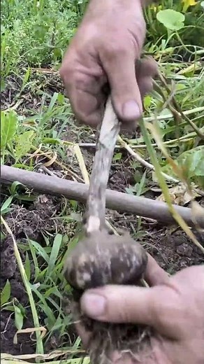 How to harvest garlic at home, unknotted garlic, harvested garlic. #homegarden