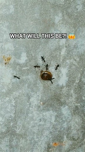 Ants vs Snail 😳 Who Will Win? | You Won’t Believe What Ants Did To This Snail 😳