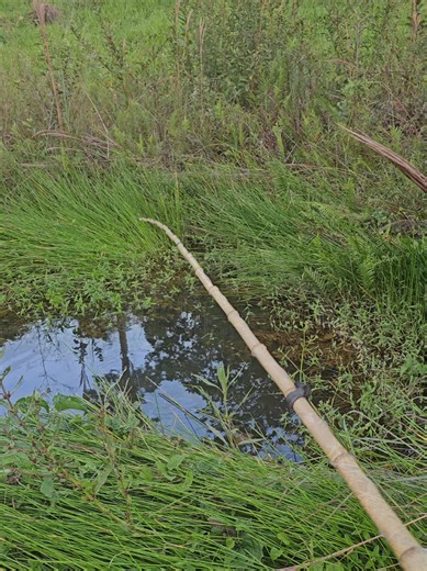 Pesca de Traíra em Corguinho Improvável